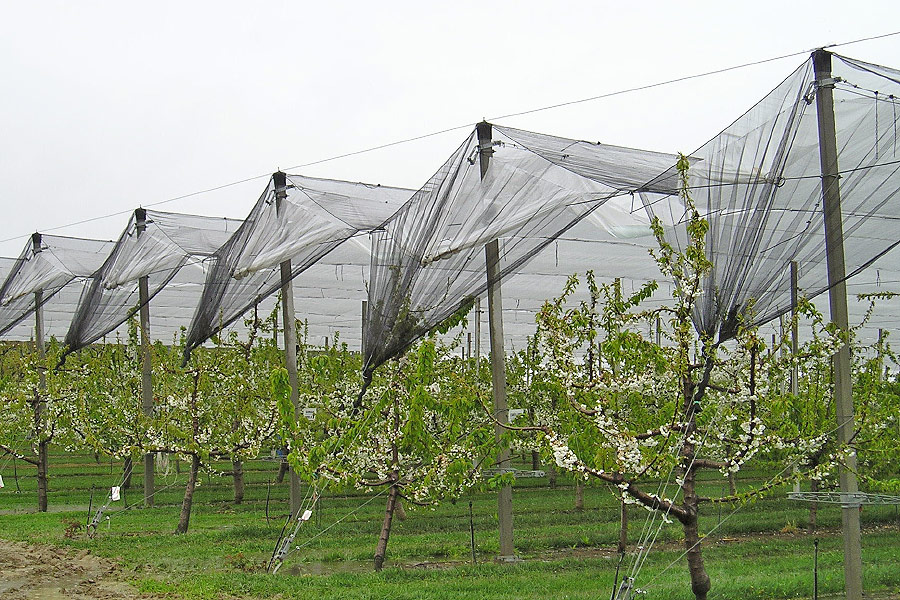 Filet polyvalent pare grêle / anti oiseaux / anti insectes - Lonobio