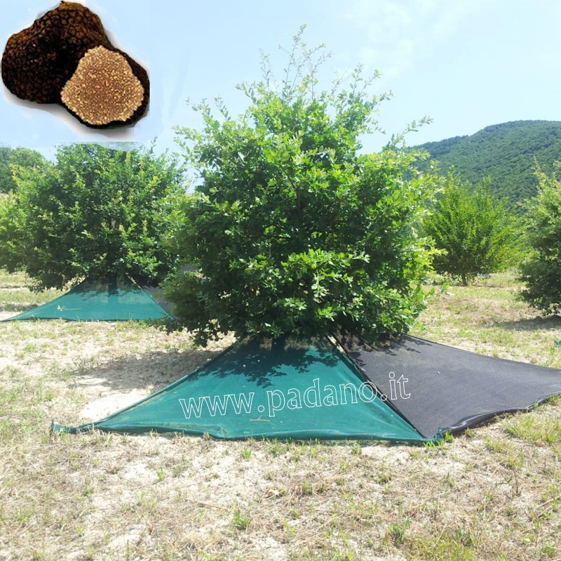Tartuf